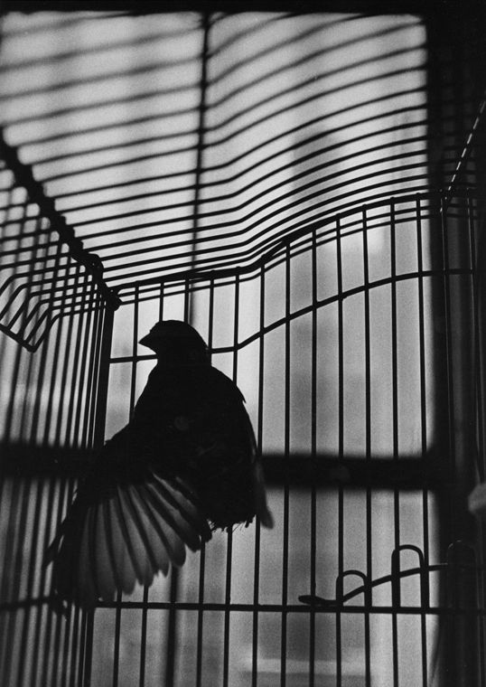 a bird in a cage with it's wings spread