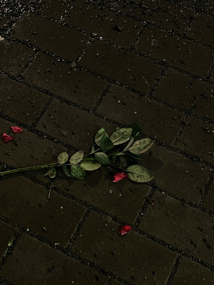 a single rose is laying on the ground