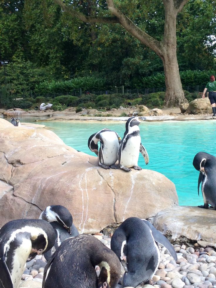 several penguins are sitting on rocks near the water