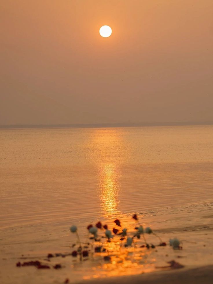 the sun is setting over the ocean with seagulls on the beach and in the water