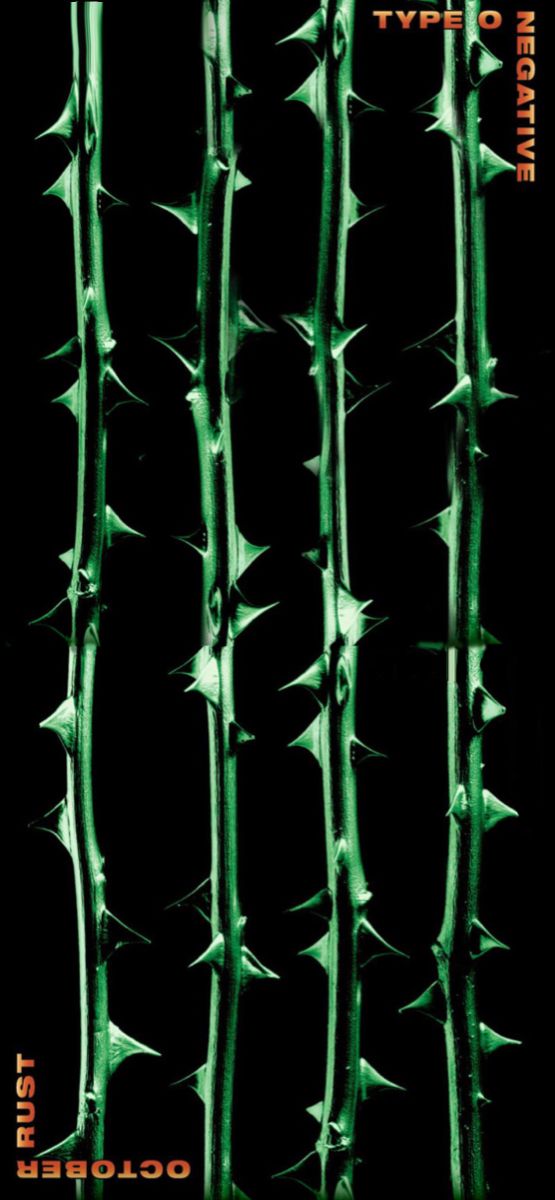 an image of the spines of a cactus plant