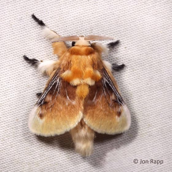 a close up of a moth on a white surface