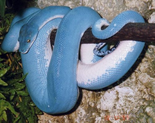 a blue and white snake curled up on a branch