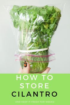 a person holding up a plastic bag filled with lettuce and carrots, text reads how to store cilantro and keep it fresh for weeks