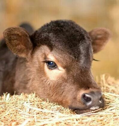 a baby cow is laying down on some hay and looking at the camera with blue eyes