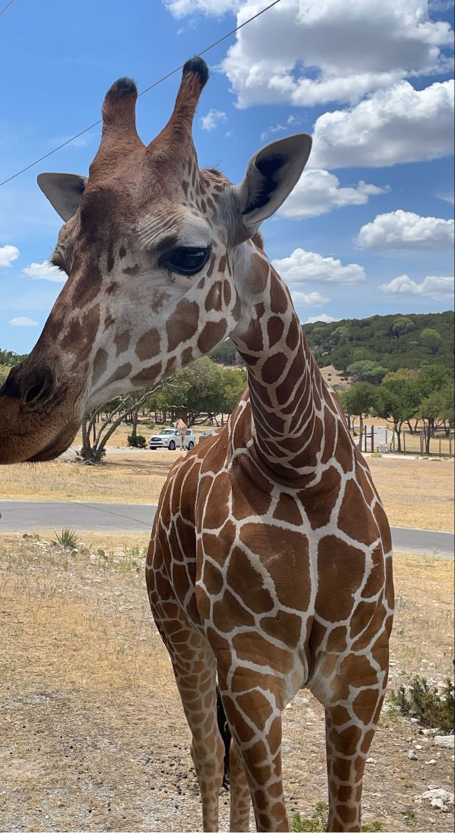 a giraffe standing on top of a dry grass field next to a road