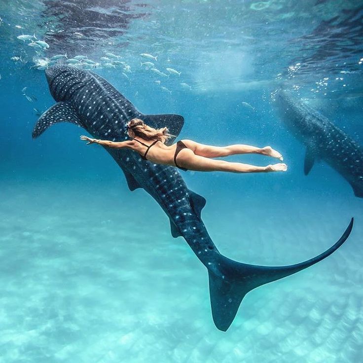 a woman swims next to a whale in the ocean