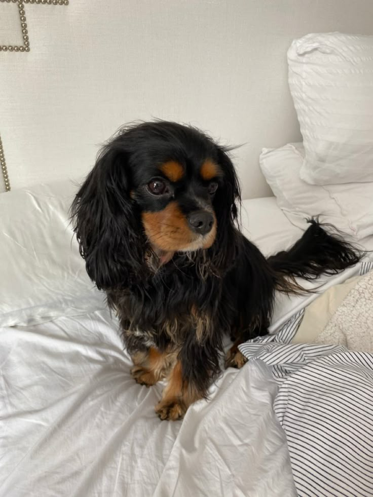 a black and brown dog sitting on top of a bed covered in white sheets next to pillows