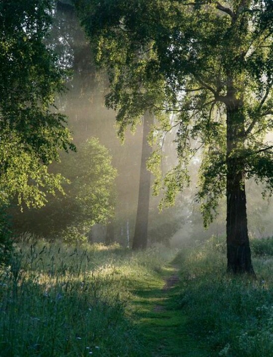 the sun shines through the trees on a path