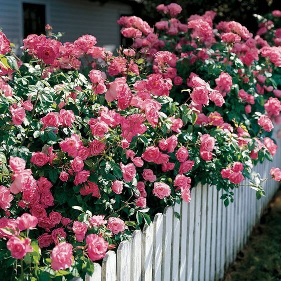 many pink roses are growing on the white picket fence