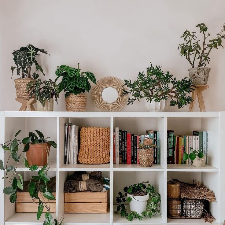 some plants are sitting on top of a book shelf with books and other things in it