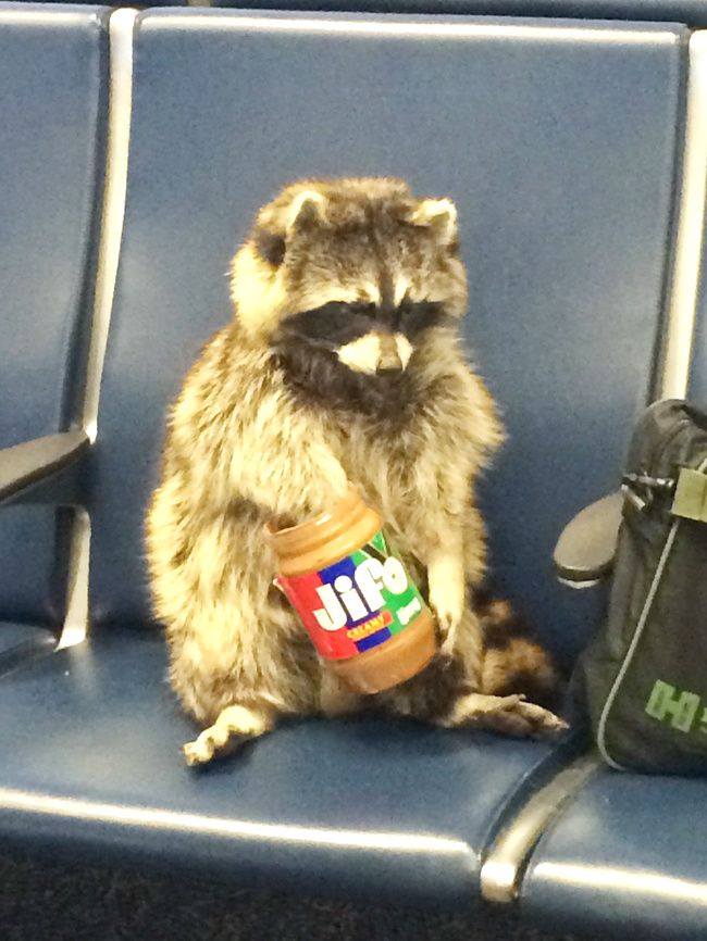 a raccoon sitting on a chair with a jar of peanut butter in it's mouth