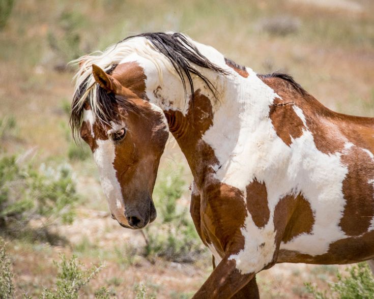 a brown and white horse standing on top of a grass covered field