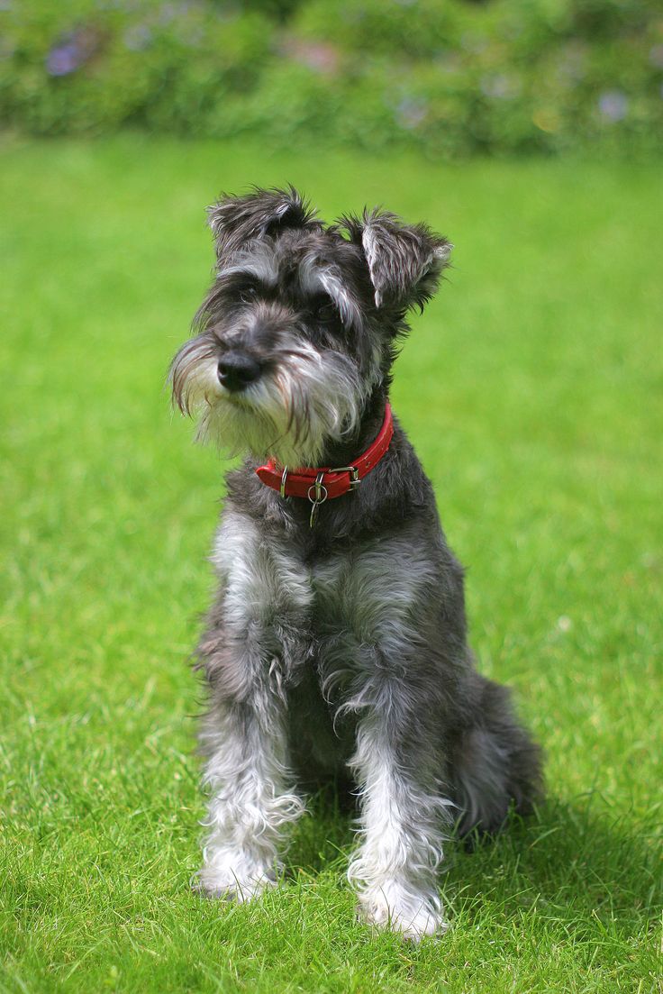 a small gray and black dog sitting in the grass