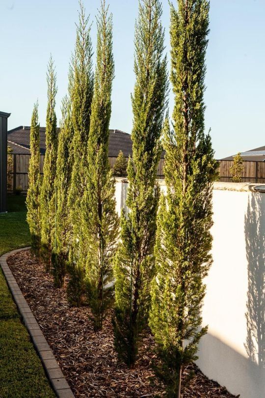 some very pretty trees by the side of a building in front of a white wall