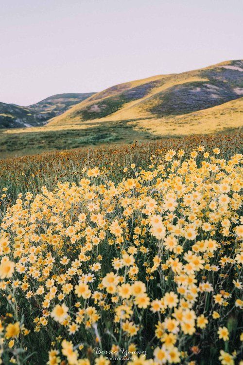 a field full of yellow flowers with hills in the background