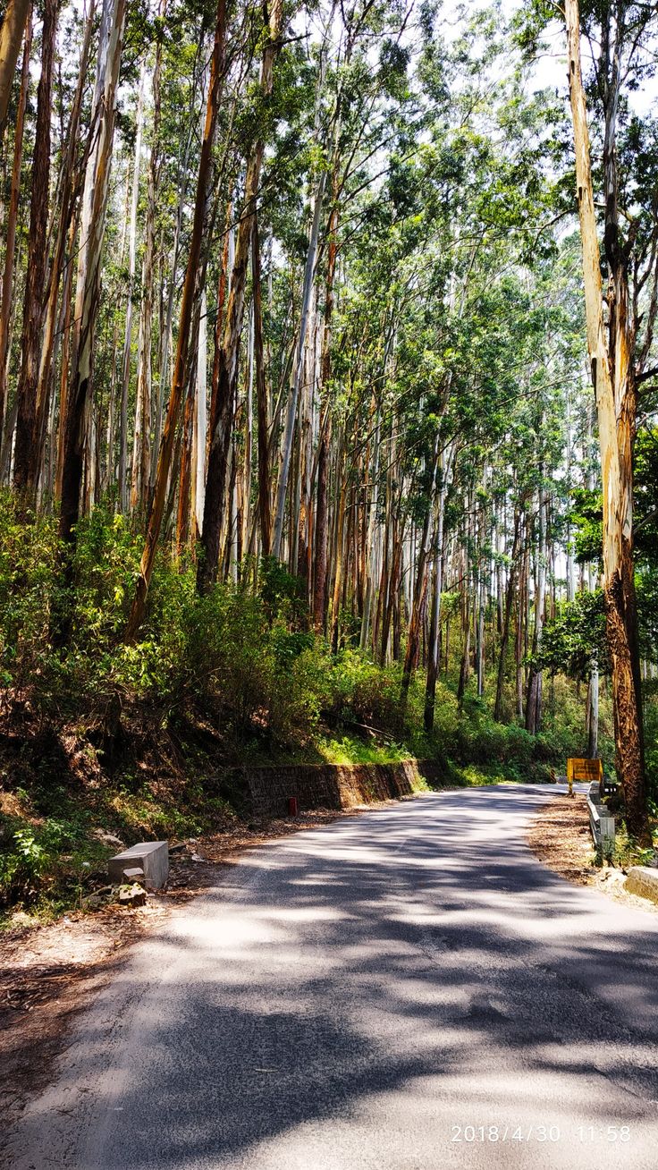 an empty road surrounded by tall trees in the middle of a forest with benches on either side