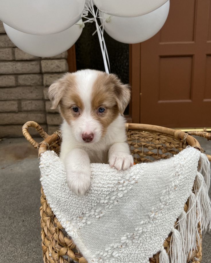 Puppy in basket with balloons Puppy In Basket, Dog Surprise Gift Ideas, Surprise Puppy Ideas, Puppy Surprise Ideas, Puppy Gift Surprise, Puppy Reveal Ideas, New Puppy Photoshoot, Puppy Announcement Ideas, Puppy Reveal