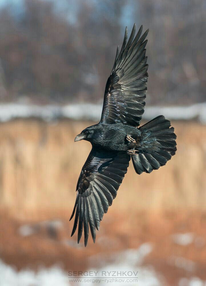 a large black bird flying through the air