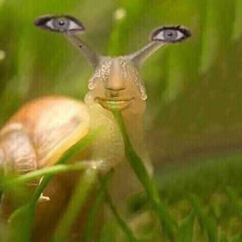 a snail with two eyes on it's head in the grass, looking up