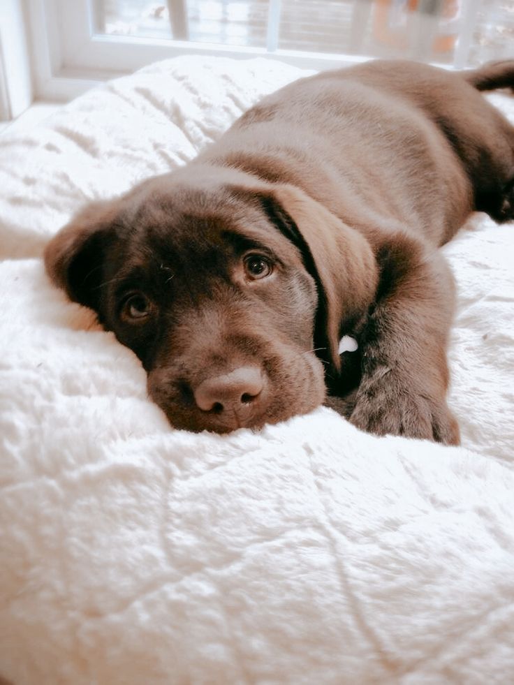 a brown dog laying on top of a white bed next to a windowsill in a room