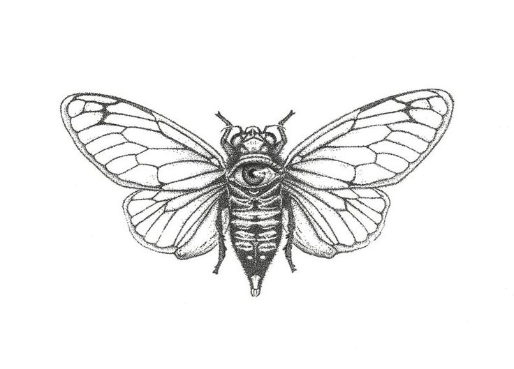 a black and white drawing of a moth