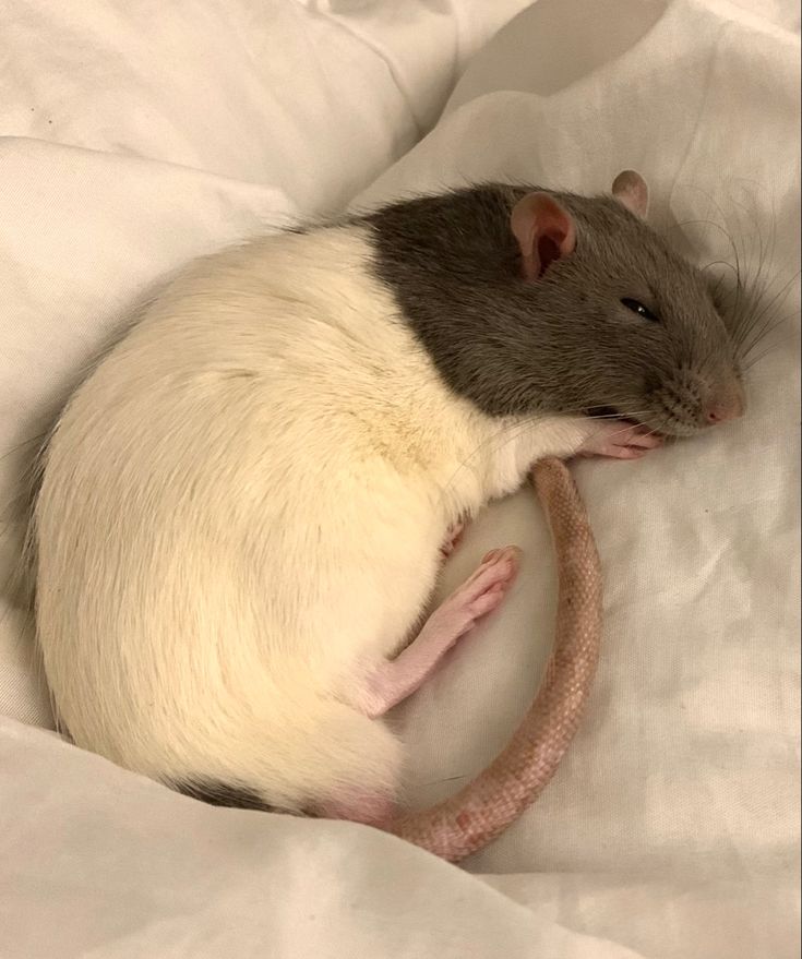 a rat is curled up and sleeping on the bed