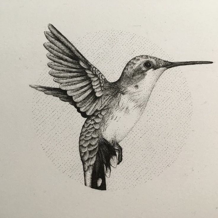 a drawing of a hummingbird flying in the air with its wings spread wide open