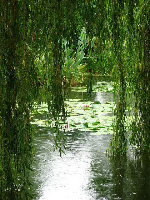 the water is full of green plants and leaves on it's sides, as seen through some branches