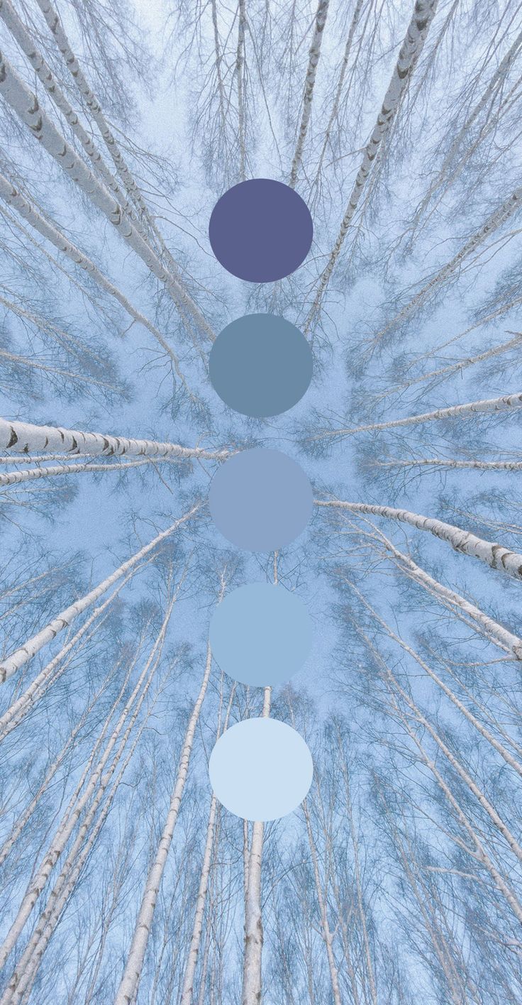 four circles are arranged in the middle of a forest filled with trees and snow covered ground