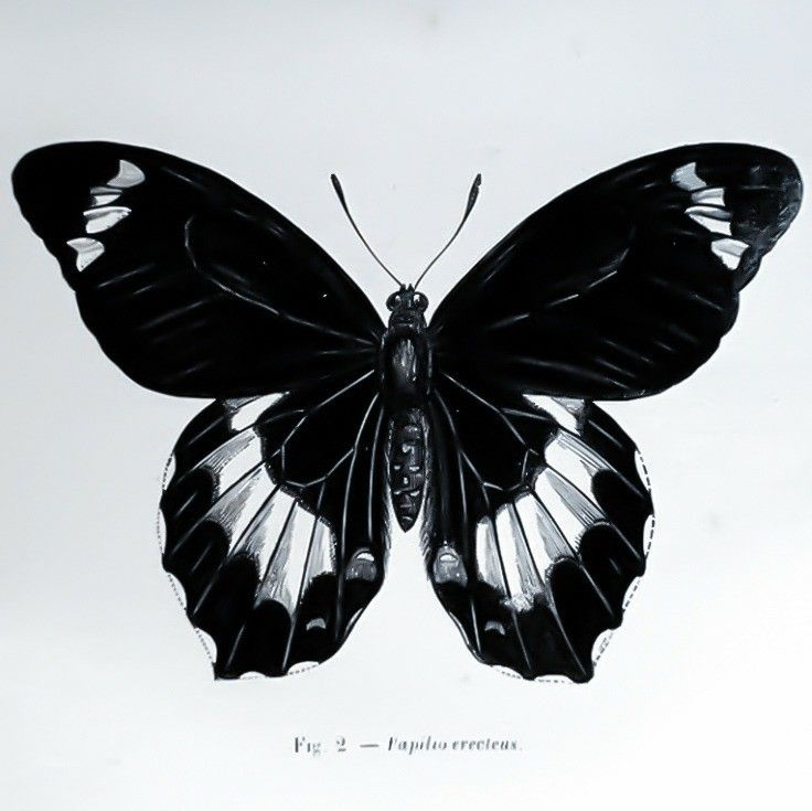 a black and white photo of a butterfly