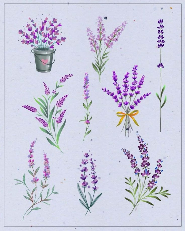 an image of lavender flowers on a white background