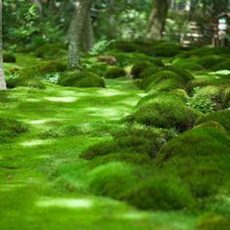 green moss growing on the ground in a forest