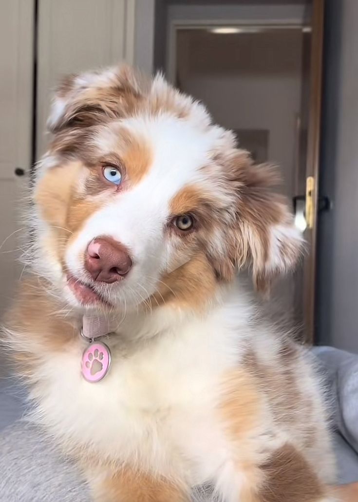 a brown and white dog sitting on top of a bed