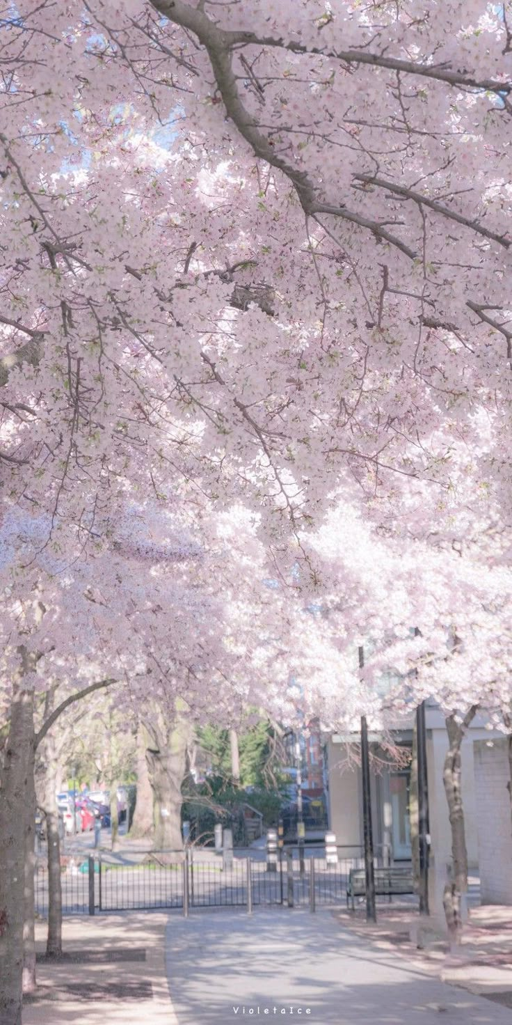 the trees are blooming with pink flowers on them