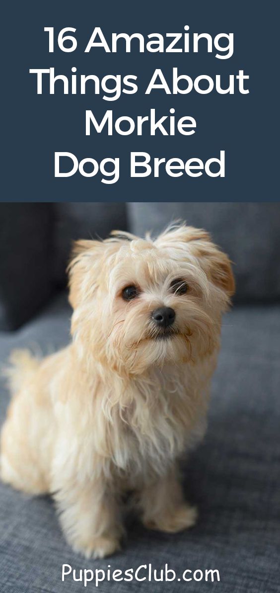 a small dog sitting on top of a couch with the words 16 amazing things about morkie dog breed