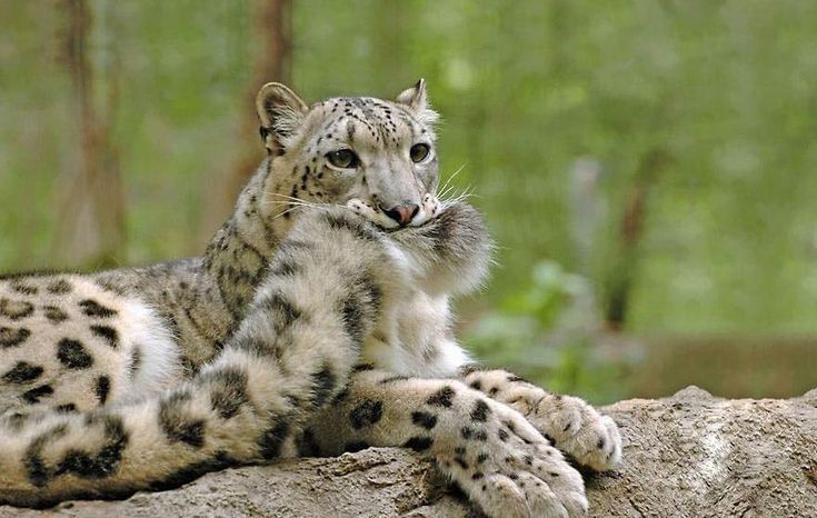 a snow leopard laying on top of a rock