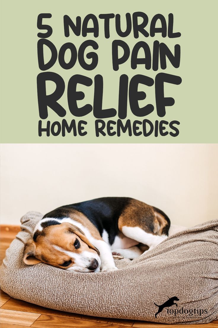 Natural Dog Pain Relief Home Remedies Dog Pain Relief Remedies, Anti Inflammation For Dogs, Remedies For Arthritic Dogs, What Can I Give My Dog For Pain, Dog Sprained Leg Remedy, Dog Joints Care, Diy Dog Treats For Joints, Dog Vomit Remedies, Constipation Relief For Dogs