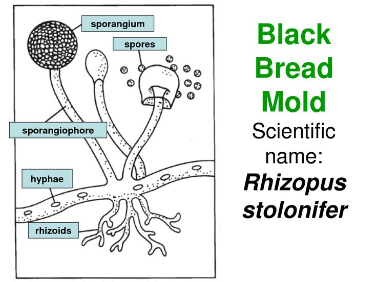 a diagram of the black bread mold