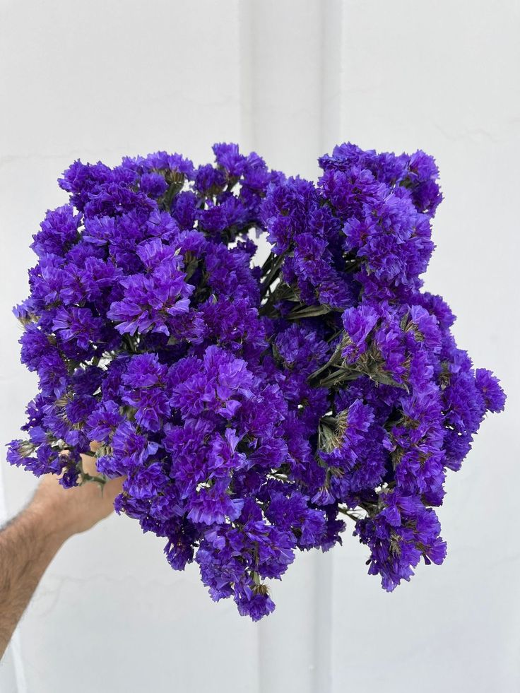 a hand holding a bunch of purple flowers