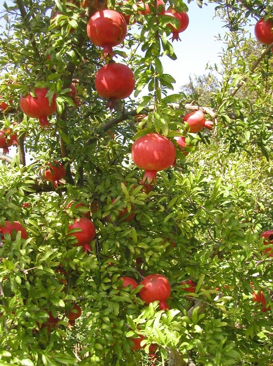 a tree filled with lots of ripe pomegranates