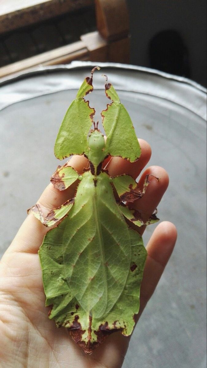 a person holding a green leaf in their hand