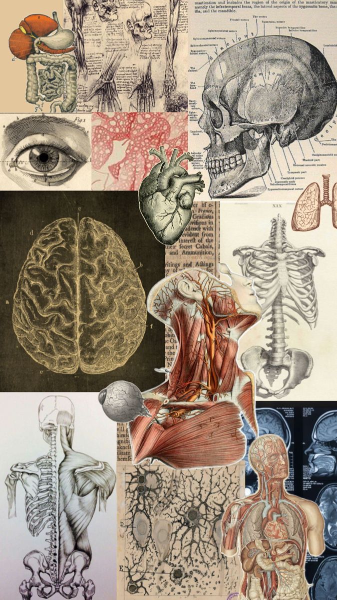 an image of the human body and its organs in different colors, sizes, and shapes