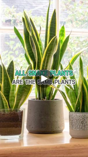 three potted plants sitting on top of a window sill next to each other