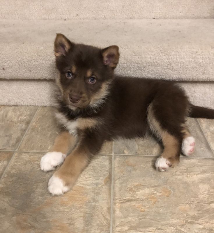 a brown and white puppy laying on top of a floor next to a stair case