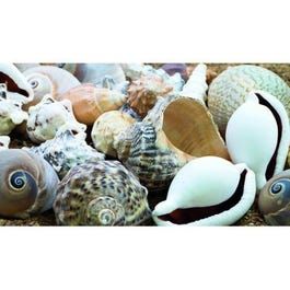 several seashells and other sea animals are grouped together