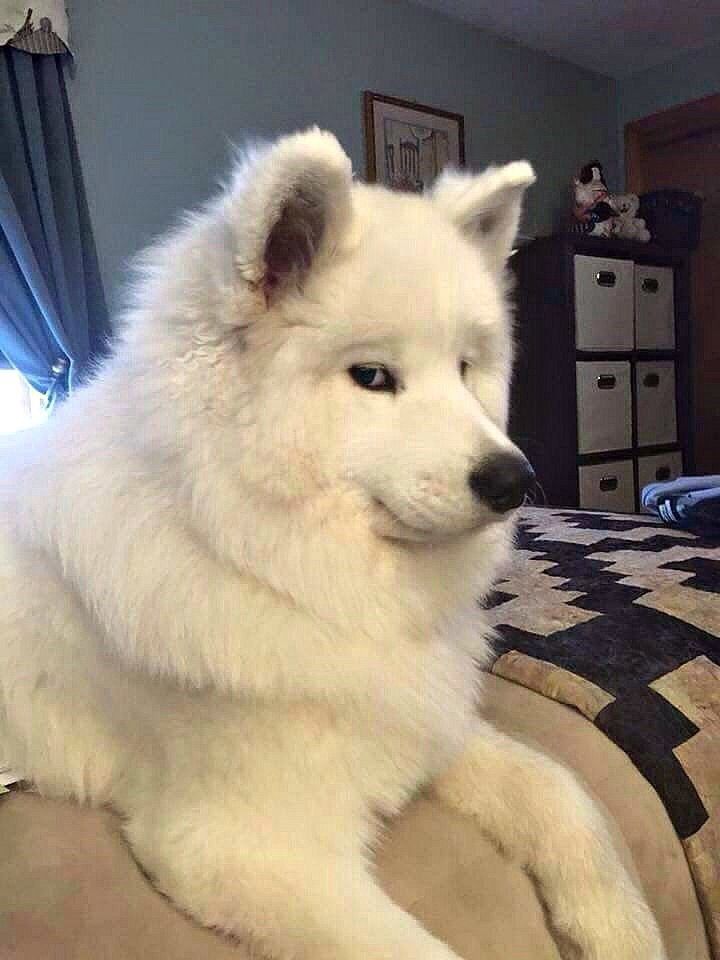 a large white dog laying on top of a bed