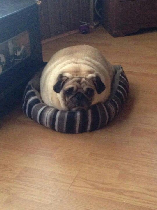 a pug dog is laying in his bed on the floor