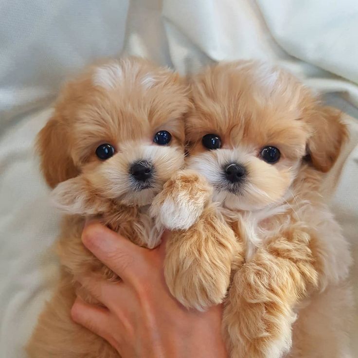 two puppies are being held by someone's hand on a white bed sheet