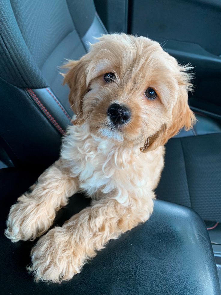 a small dog sitting in the back seat of a car